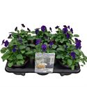 Afbeelding van Viola P12 Klbl XXL Blue Blotch